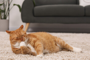 Wall Mural - Cute ginger cat licking paw on carpet at home