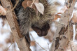 Close-up of a porcupine climbing down a tree branch in winter. The face of the porcupine is visible, as are the claws on its front paws, and a single front tooth.