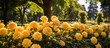 In the midst of summer, nature's beauty thrived in the park's rose garden, where vibrant yellow roses bloomed among green foliage, emitting a lemony fragrance that captured the essence of the season