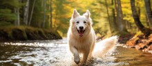 Summertime, A Young, White Dog Explores The Forest And Splashes Crystal-clear Water, Embracing The Beauty Of Nature. Its Wagging Tail And Playful Antics Bring Joy To Its Owner, Making Both Of Them