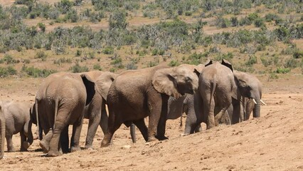 Canvas Print - African elephants (Loxodonta africana) in natural habitat, Addo Elephant National Park, South Africa