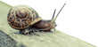 Digital png photo of snail on wood on transparent background