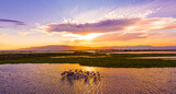 Fototapeta Przestrzenne - Flock of flamingos above the river Ebro, the delta region of the Ebro River in the southwest of the Province of Tarragona in the region of Catalonia in Spain