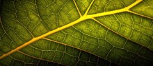 Botanical Nursery, The Macro Lens Captured The Intricate Network Of Green Veins On The Vibrant Yellow Leaf, Illuminated By A Soft Beam Of Light.
