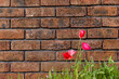 Vivid red flower with orange brick wall background