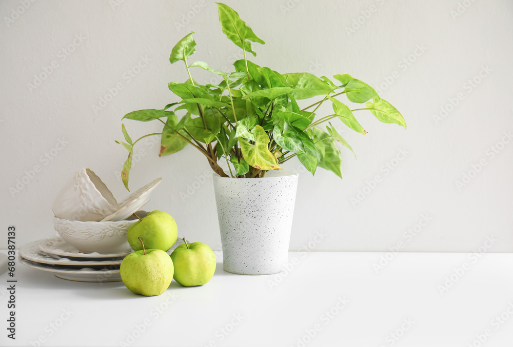 Houseplant, apples and dishes on white kitchen counter