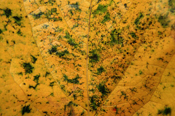 Poster - the patterns of autumn leaf