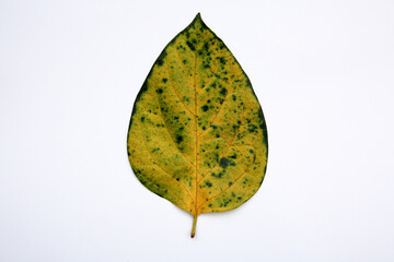 Poster - a leaf