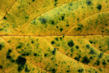 Poster - the patterns of autumn leaf