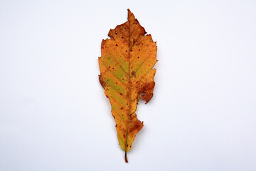 Sticker - autumn foliage