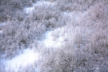 Sticker - snowy forest