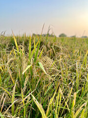 Wall Mural - green rice field at evening