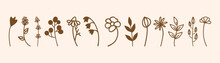 Doodle Floral Graphic Elements. Hand Drawn Vector Botanical Flowers,  Plants And Branches Illustrations.