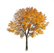 Tree with autumn leaves on transparent background