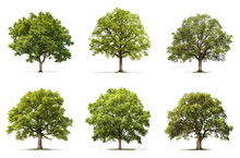 Set Of A Different Types Of Trees: Apple,  Beech, Elm, Linden, Maple, Oak, Isolated On A Transparent Background