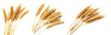 Wheat Ears Set Isolated On Transparent Background