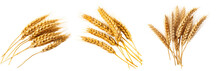 Wheat Ears Set Isolated On Transparent Background