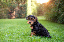 Black And Brown Puppy Cavapoo