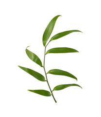 Wall Mural - Twig of italian ruscus (DANAE RACEMOSA) with green leaves isolated on white or transparent background