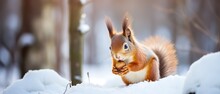 Cute Red Squirrel Eats A Nut In The Winter Forest