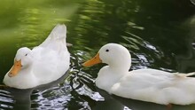 Couple Of White Ducks Swimmimg In The Water