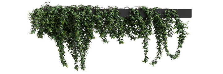 3d illustration of Hedera Helix hanging isolated on transparent background