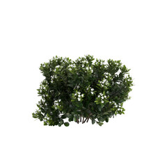 Wall Mural - 3d illustration of Rhaphiolepis bush white flowering isolated on transparent background