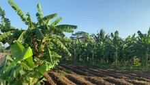 Banana Trees Planted By Farmers In Residents' Rice Fields During The Dry Season