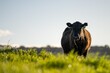 Australian wagyu cows grazing in a field on pasture. close up of a black angus cow eating grass in a paddock in springtime in australia