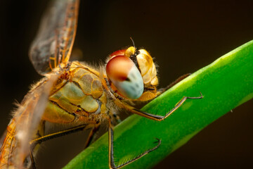 Macro shots, showing of eyes dragonfly and wings detail. Beautiful dragonfly in the nature habitat.