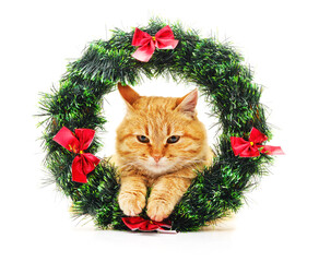 Canvas Print - The cat in the Christmas wreath.