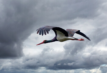 Wall Mural - lying black stork, ciconia nigra, in the  Donan National Park, Extremadura, Spain