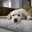 Cute happy hairy dog lying on a white sofa
