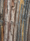 Fototapeta Las - close-up macro shot of aged wood texture with beautiful wood grain