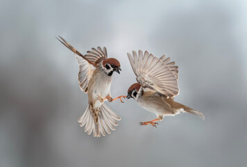 Wall Mural - two small sparrow birds flap their wings and feathers and fight in flight in the new year's snow garden