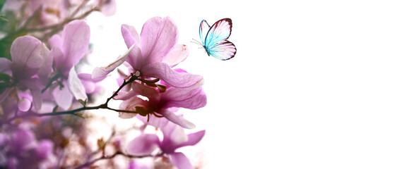 Wall Mural - spring background with blooming pink magnolia flowers and flying butterfly.