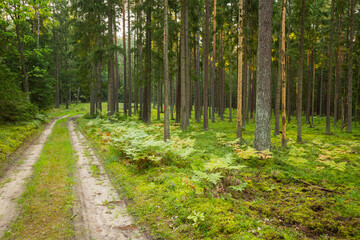Fototapeta forest roads in the wilderness