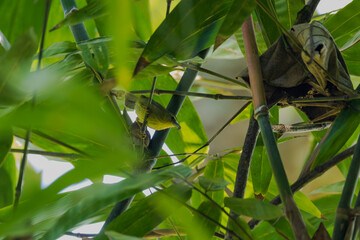 Wall Mural - Pin-striped tit-babbler or Yellow-breasted babbler (Mixornis gularis) at Garbhanga WLS, Assam, India. 