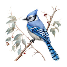 Winter Season Blue Jay Bird Illustration Clipart.
Realistic Watercolor Blue Jay Bird In The Winter Forest Sublimation For Decorations, Journal, Planner, T-shirt.