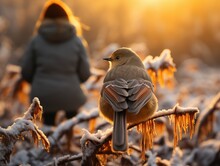 A Robin Perched On A Frosty Branch With Icicles, With A Blurred Figure In A Winter Coat In The Background Under A Soft, Glowing Sunrise, Concept Bird Watching