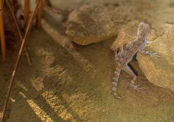 Wall Mural - Yellow-brown Gecko on sand and rocks.