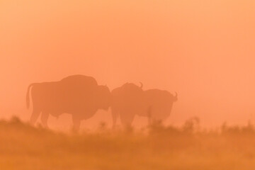 Wall Mural - European bison at sunrise - European bison