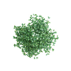 Wall Mural - 3d illustration of Arachis Pintoi bush isolated on transparent background, with top view