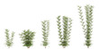 3d illustration of set Bambusa Multiplex tree isolated on transparent background