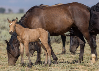 Poster - Wild Horse Mare and Foal in Summer in the Wyoming Desert