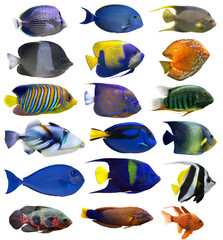 set of eighteen small fishes isolated on white