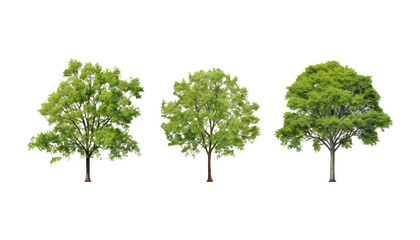 set of slim green tree isolated on transparent background cutout