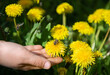 human hand holding flower with be on a lawn with blooming dandelions