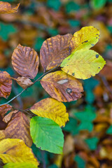 autumn leaves: yellow brown and green colours