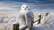 Pristine snowy owl perched on a snow-covered fence post, its white feathers blending with the winter landscape as it surveys its hunting grounds.